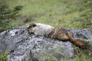 retrato de marmota canadiense foto