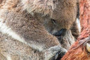 Wild koala sleeping on a tree photo