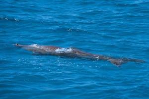 dugongo australiano mientras nada en la superficie del mar foto