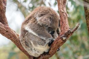 Wild koala sleeping on a tree photo