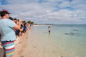 MONKEY MIA, AUSTRALIA - AUGUST, 28, 2015- dolphins near the shore get in touch with humans photo