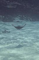 eagle ray manta while diving in Maldives photo