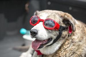 dog with glasses photo