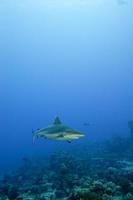 A grey shark jaws ready to attack underwater close up portrait photo