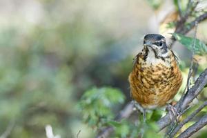 Sparrow while looking at you photo