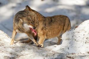 Grey wolf on the snow background photo