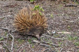 equidna animal endémico australiano foto