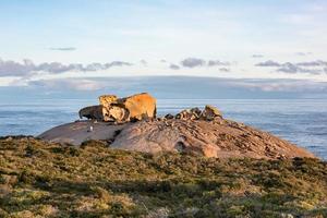 remarcable rocks in south kangaroo island at sunset photo