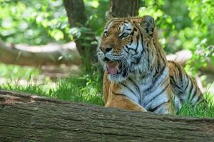 Siberian tiger ready to attack looking at you photo