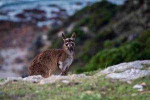 Kangaroo portrait while looking at you photo