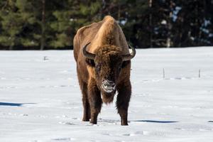 european bison on snow background photo