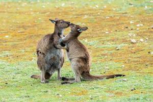 Kangaroos mother and son portrait photo