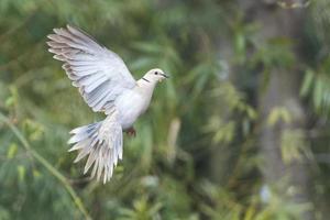 turtle dove bird photo