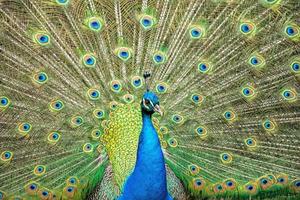 peacock bird wonderful feather open wheel portrait photo