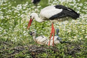 Stork with baby puppy in its nest on the daisy background photo