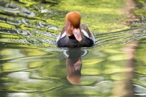 Pochard red crested duck photo