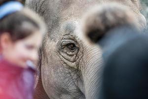 elephant eye at the zoo photo