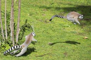 lemur monkey while jumping photo