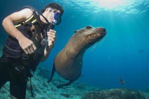 Puppy sea lion underwater looking at you photo