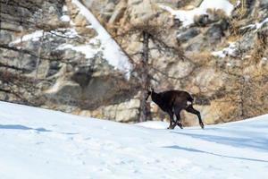 chamois deer on snow portrait photo