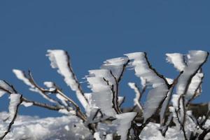 rama de árbol cubierta de hielo en invierno foto