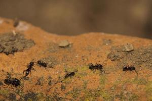 hormigas negras corriendo sobre fondo naranja del suelo foto