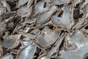 pearl factory on the sea photo