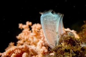 chorro de mar bajo el agua foto