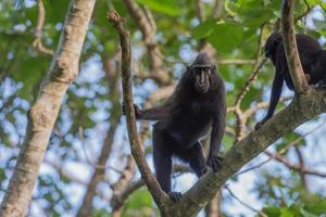 mono macaco negro con cresta mientras te miraba en el bosque foto