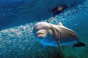 dolphin underwater on blue ocean background photo