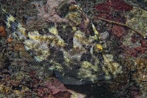 trigger fish underwater photo