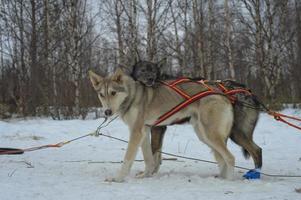 sledding with sled dog in lapland in winter time photo