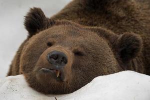 un retrato de oso negro pardo grizzly en la nieve mientras te mira foto