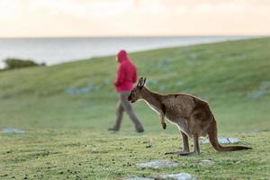 Puzzled kangaroo portrait close up portrait photo