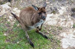 Kangaroo portrait while looking at you photo