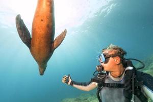 fotógrafo buzo acercándose a la familia de leones marinos bajo el agua foto