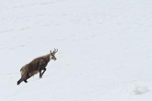 Chamois deer in the snow background photo