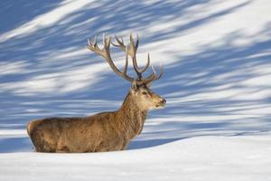 Deer on the snow background photo