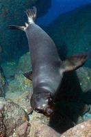 Puppy sea lion underwater looking at you photo