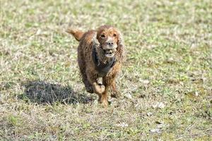 Happy Dog English cocker spaniel while running to you photo