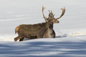 Deer on the snow background photo