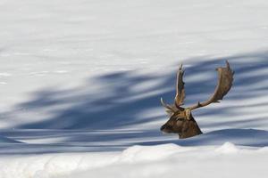 Falllow Deer on the snow background photo