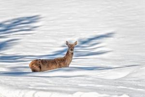 retrato de ciervo mientras te mira en el fondo de la nieve foto