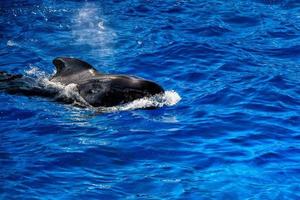 pilot whale swimming to you photo