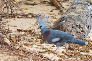 exotic blue pigeon on the beach photo