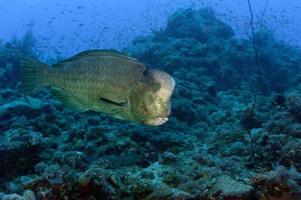 Bump head jack fish close up portrait photo