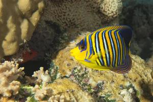 Angel fish looking at you photo