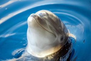 dolphing smiling eye close up portrait photo