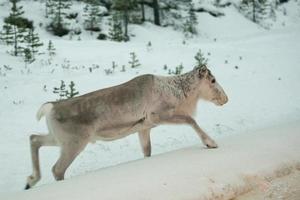 retrato de reno de laponia en tiempo de nieve de invierno foto