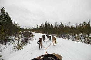 sledding with sled dog in lapland in winter time photo